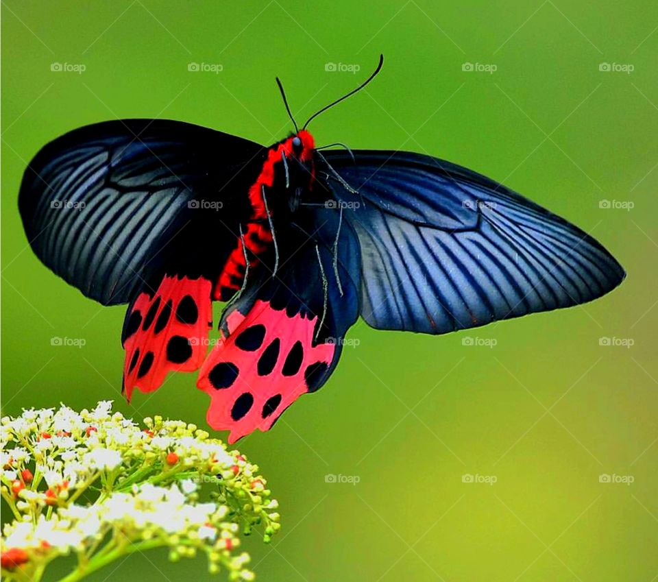 colourful Butterfly