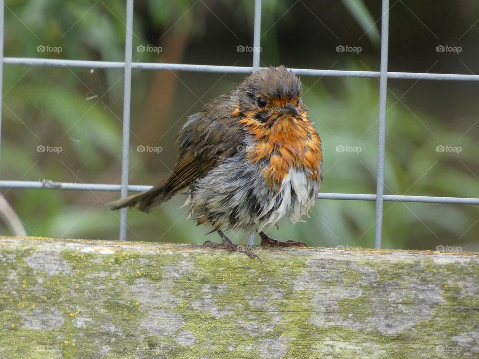 A robin on a fence 