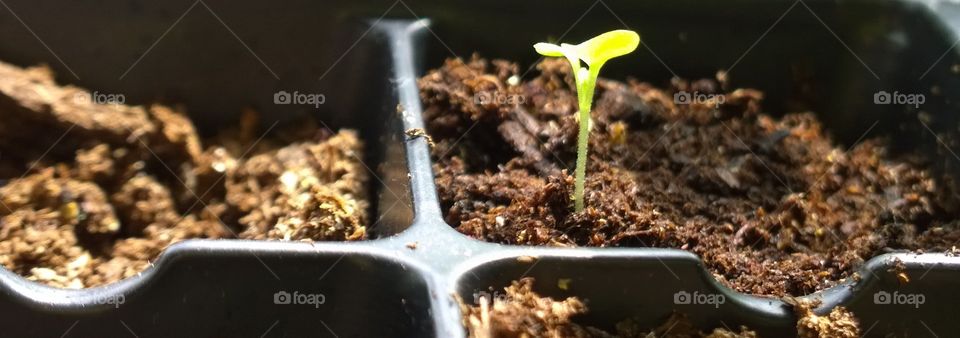 Basil seedling