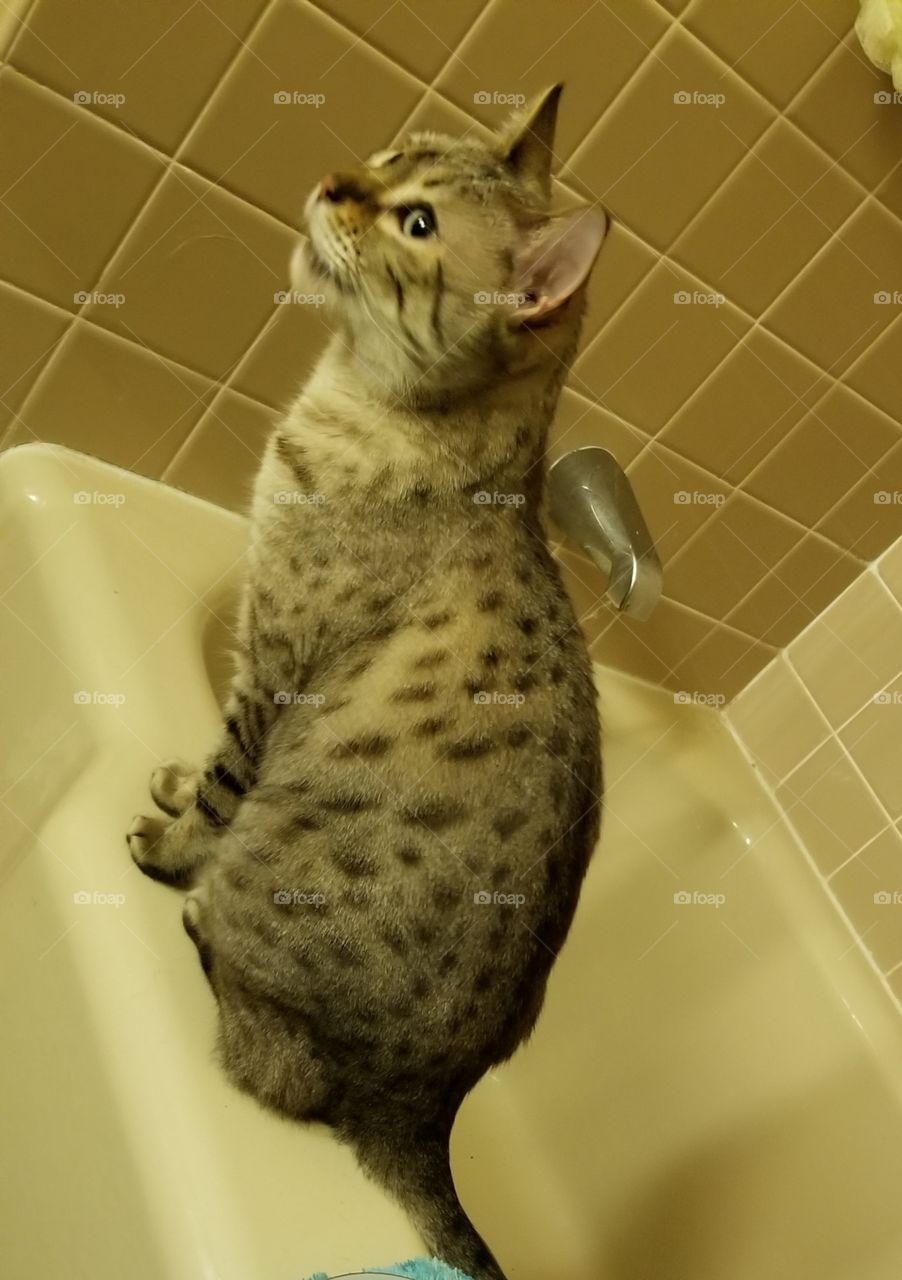 Momo - the snow Bengal. asking for a bath !