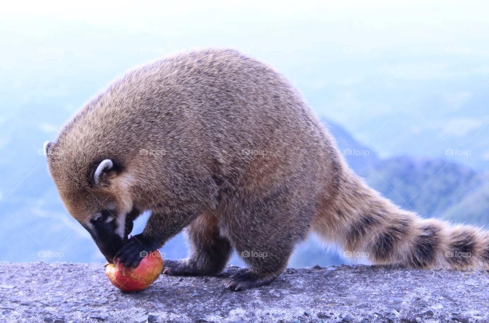 coati eating apple