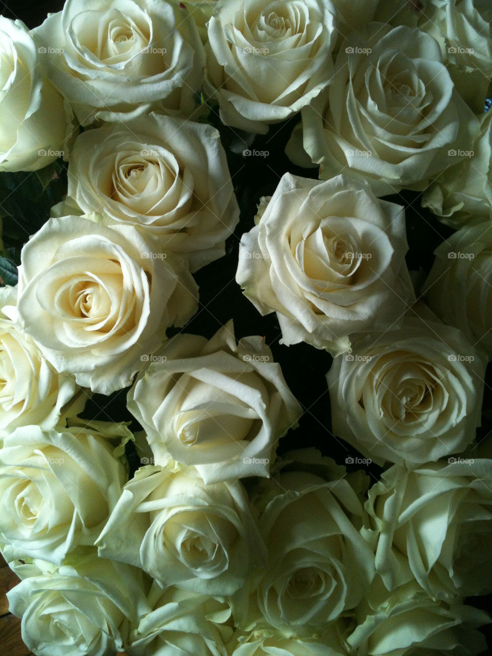flowers flower white roses by rr27