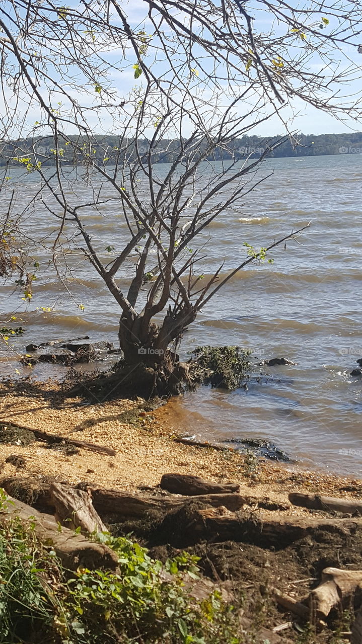 tree by the river