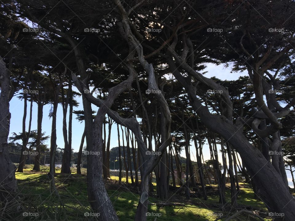 Forest at lands end in San Francisco 