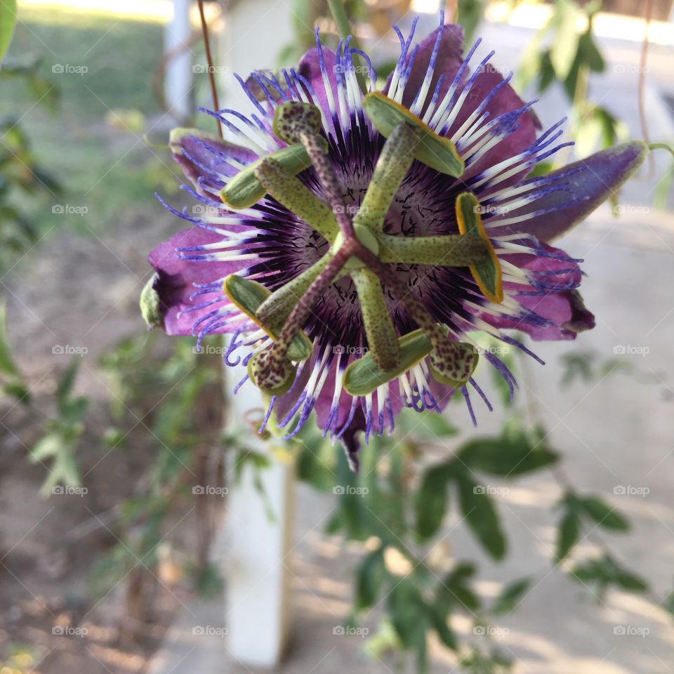 passionate about passion flowers 