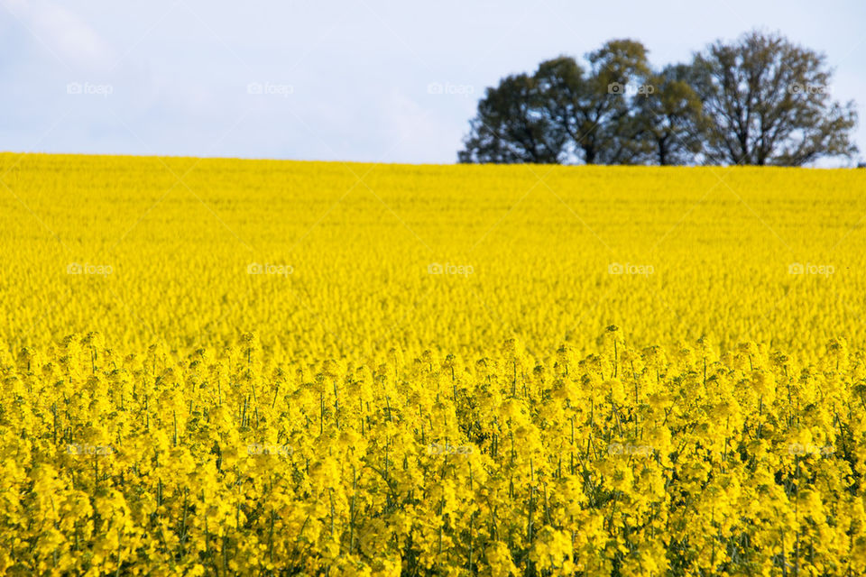 agriculture