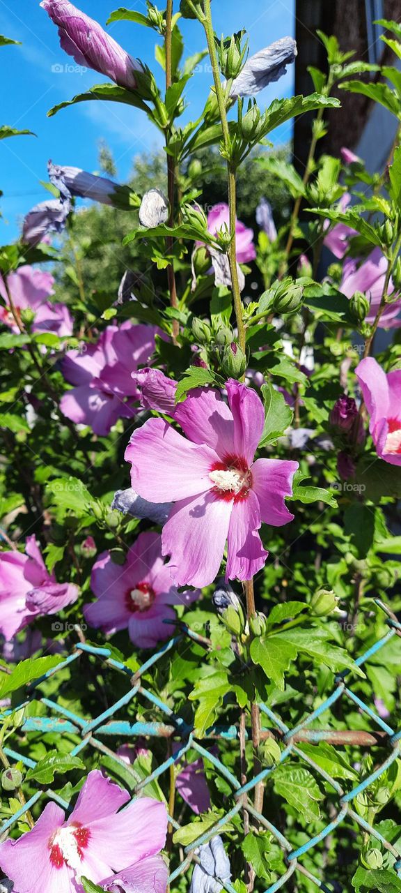 gibiscus behind the fence