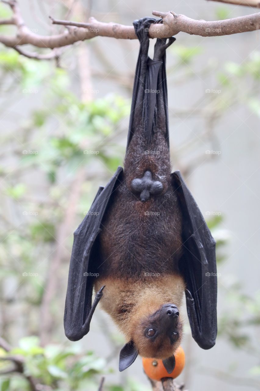 bat, something for today;)