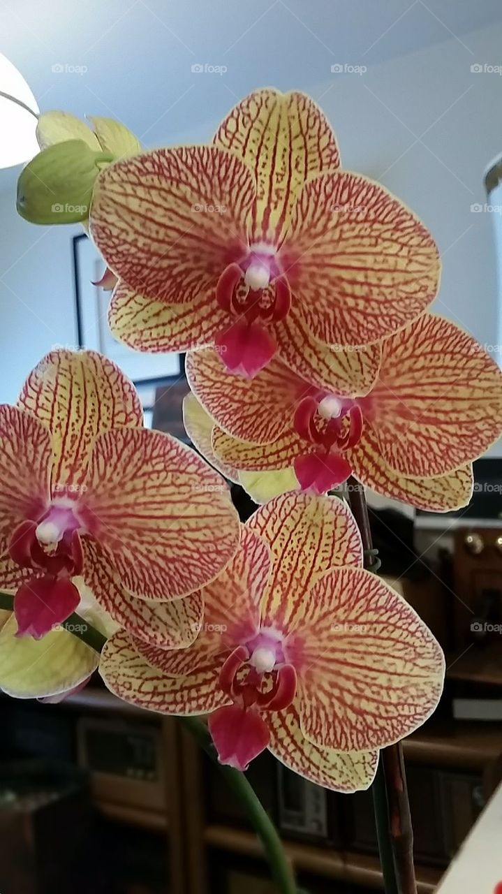 Orchid Power
