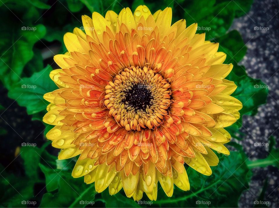 This is a Gerbera Daisy that I saw last summer. The yellow and orange pedals give off a fiery look and the centre, with the way it all folds in gives off an almost alien characteristic. Beauty in nature and beauty in flowers. This planet has some amazing flowers, especially when getting up close. Always take your camera with you, or at least a phone camera so that you can get any shot of unique flowers when you're out and about. There was a touch of post processing done to this shot.