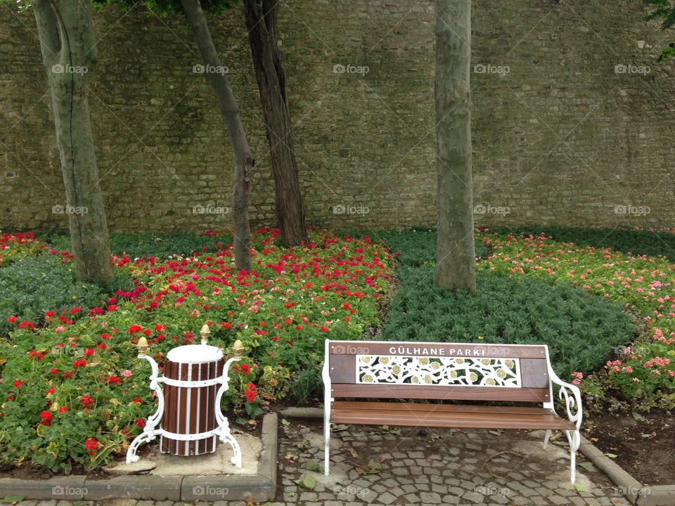 Garden, No Person, Flower, Bench, Leaf