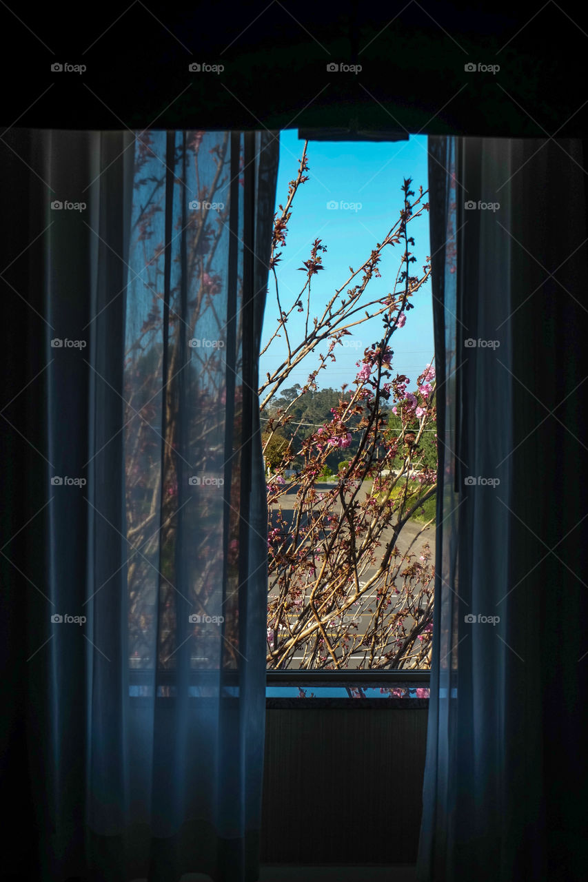 Outside the window, cherry blossom blooming