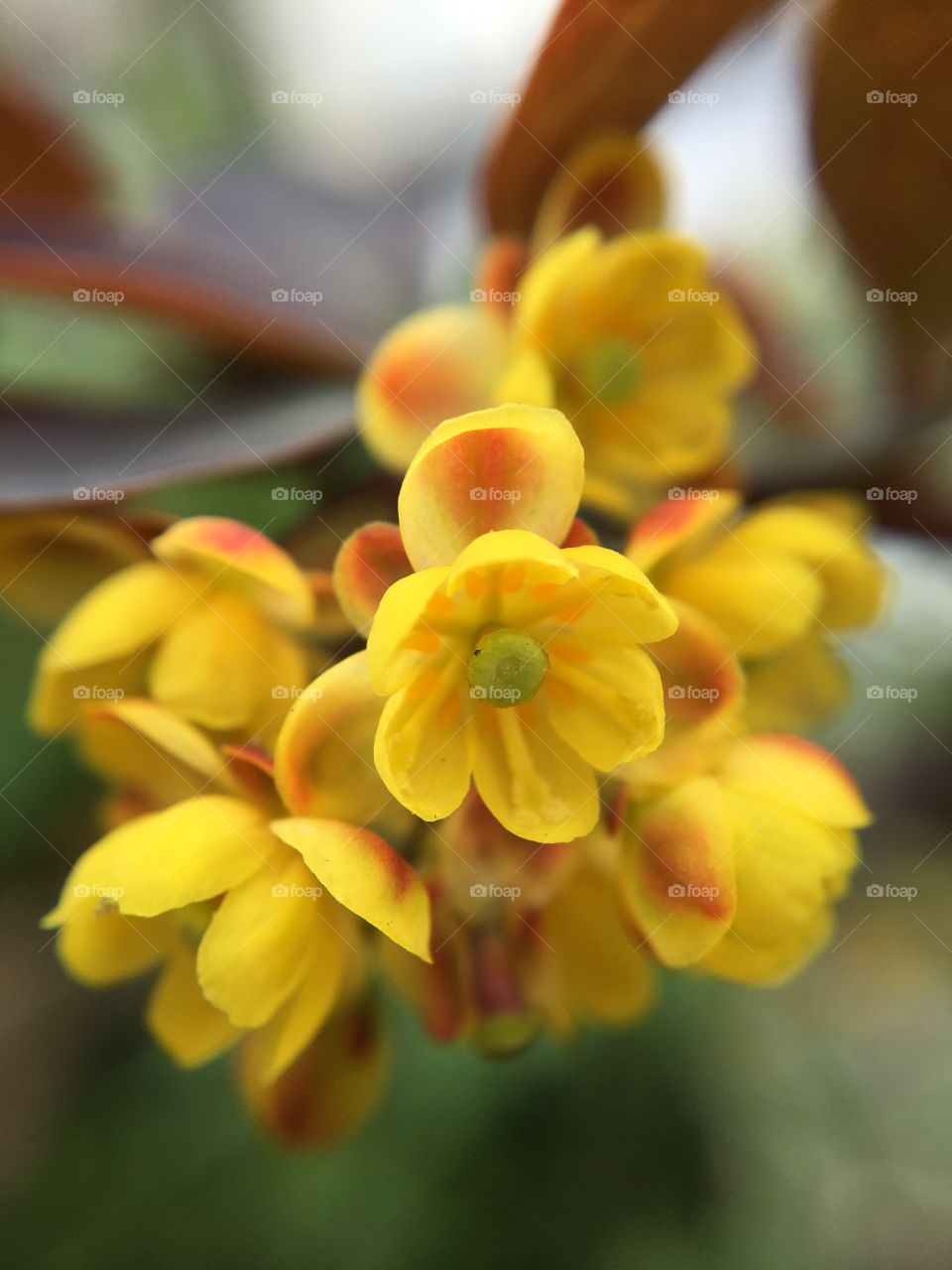Little yellow flowers, macro photography 