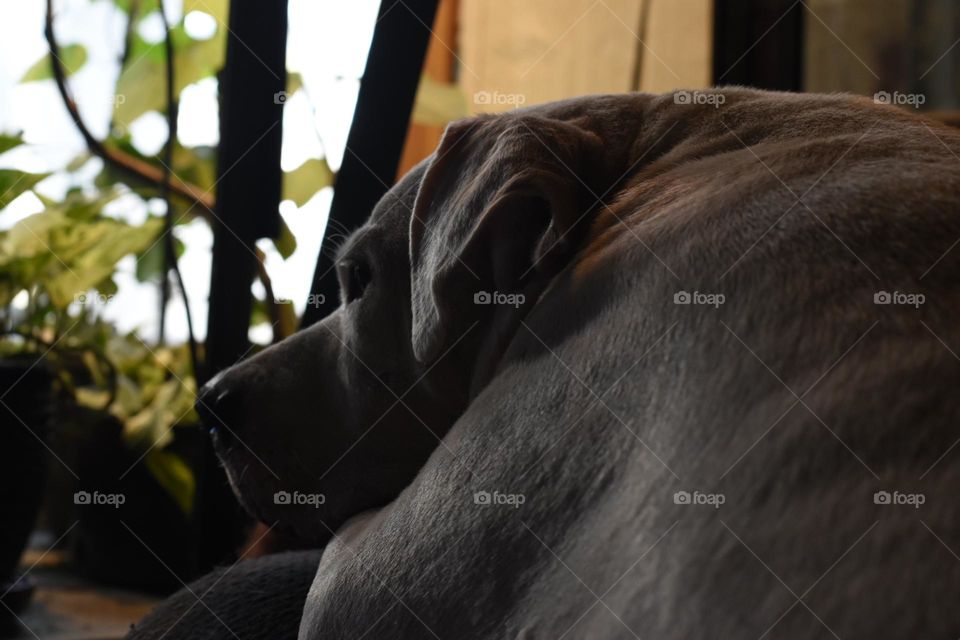 Contemplations of an American bulldog