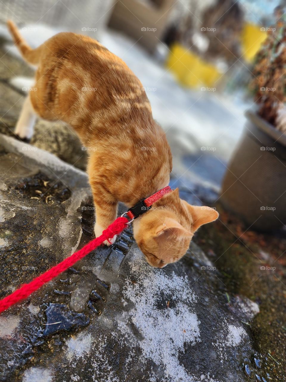 an orange and white tabby kitten outside for a walk.