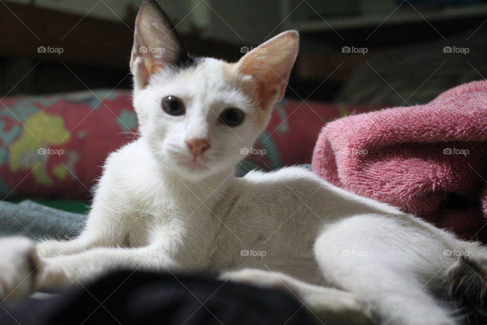 Pumba is looking directly in the camera as if she's ready to be used as our model.