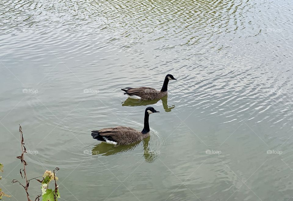 Two ducks in pond in Ohio 