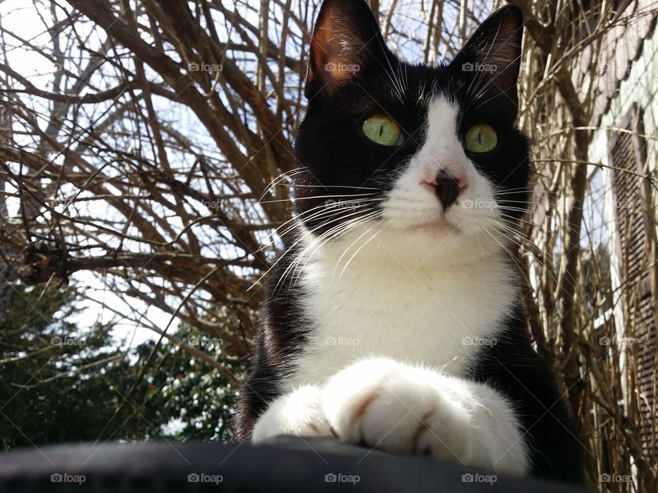 A black and white cat looking out with green eyes in winter outside