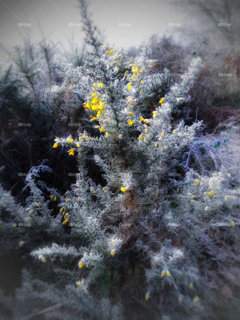 Gorse Bush encrusted with frost with bright yellow flowers and a mixture of dry, brown and green leaves