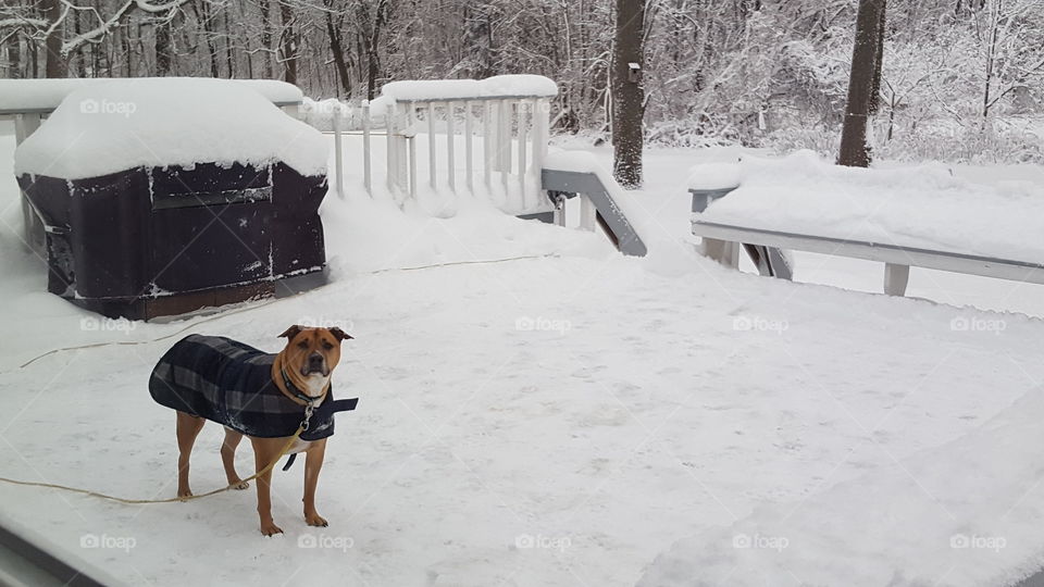 Rosko the snow dog