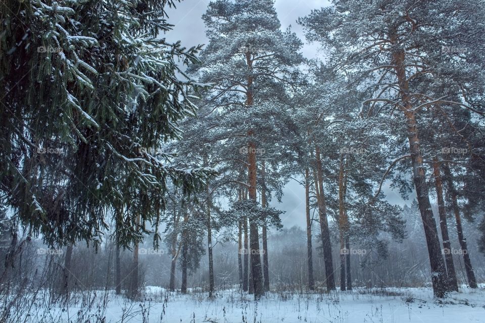 Winter forest at cloudy day