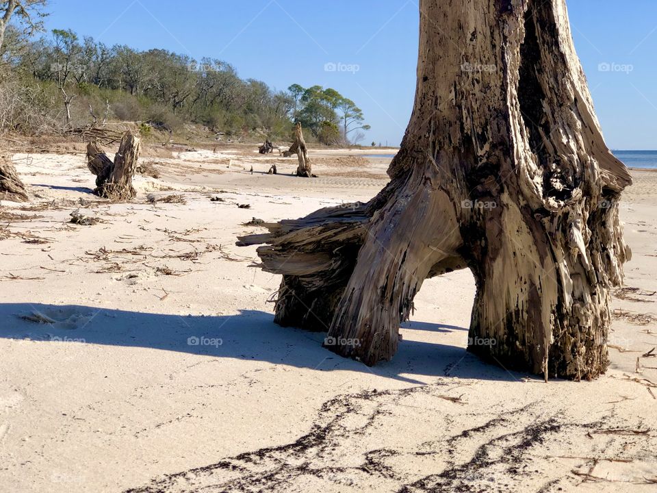 Focus on foreground closeup of driftwood tree on sandy shoreline with trees in distance 