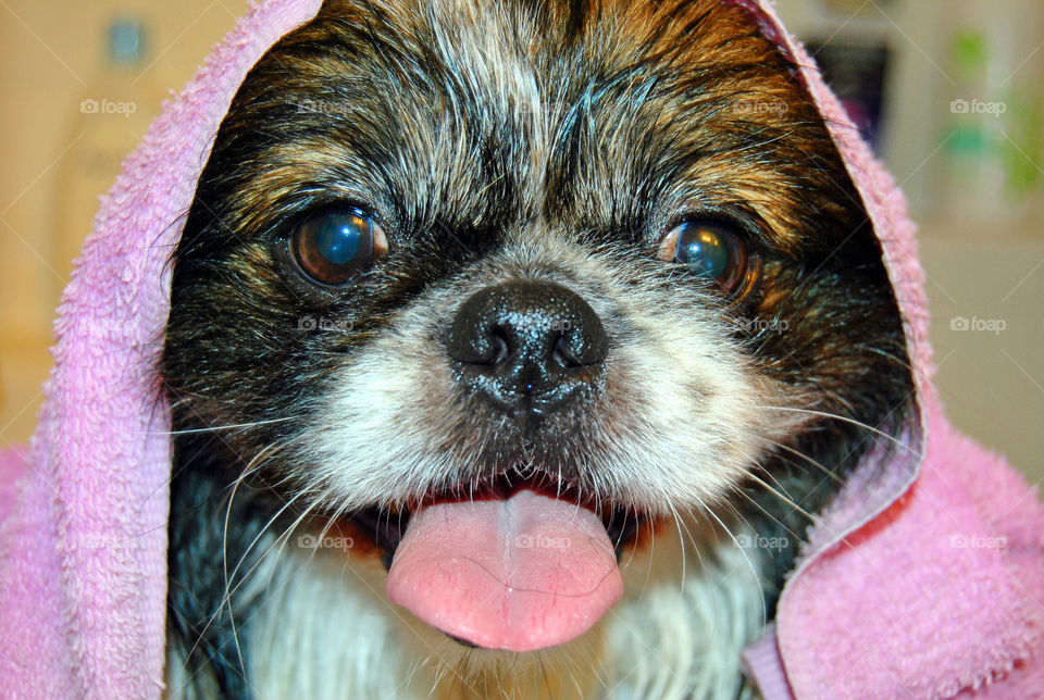 Pekingese dog getting a refreshing bath, towel on head