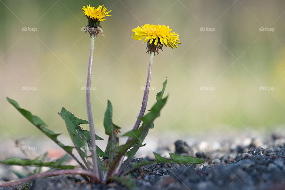 Tussilago - Coltsfoot