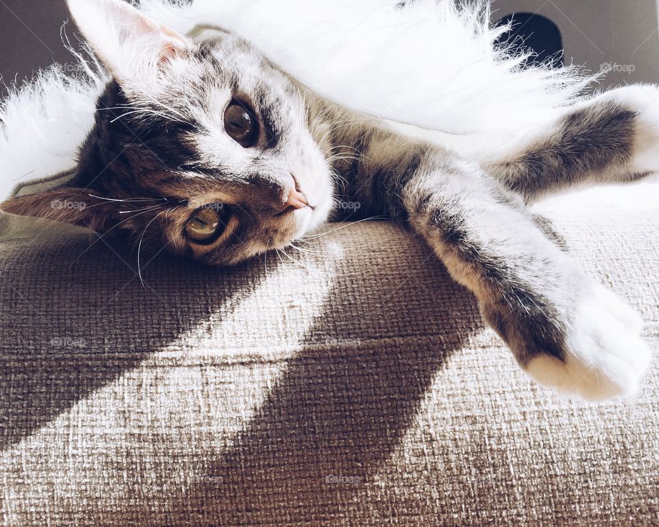 Cat lying under a blanket looking into the camera