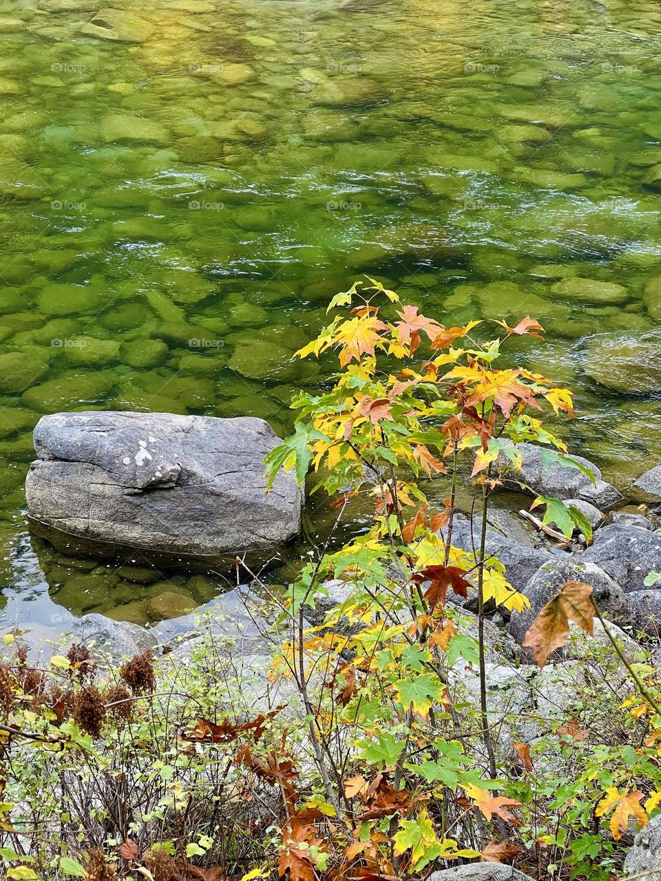 Yellow and green bush on the river background 