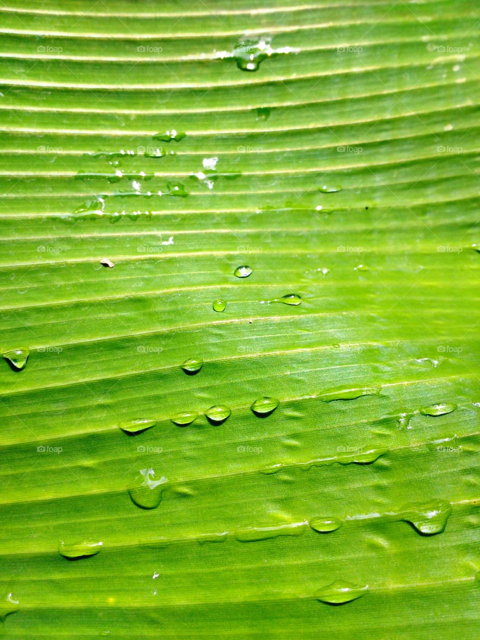 rain drops on a green leaf