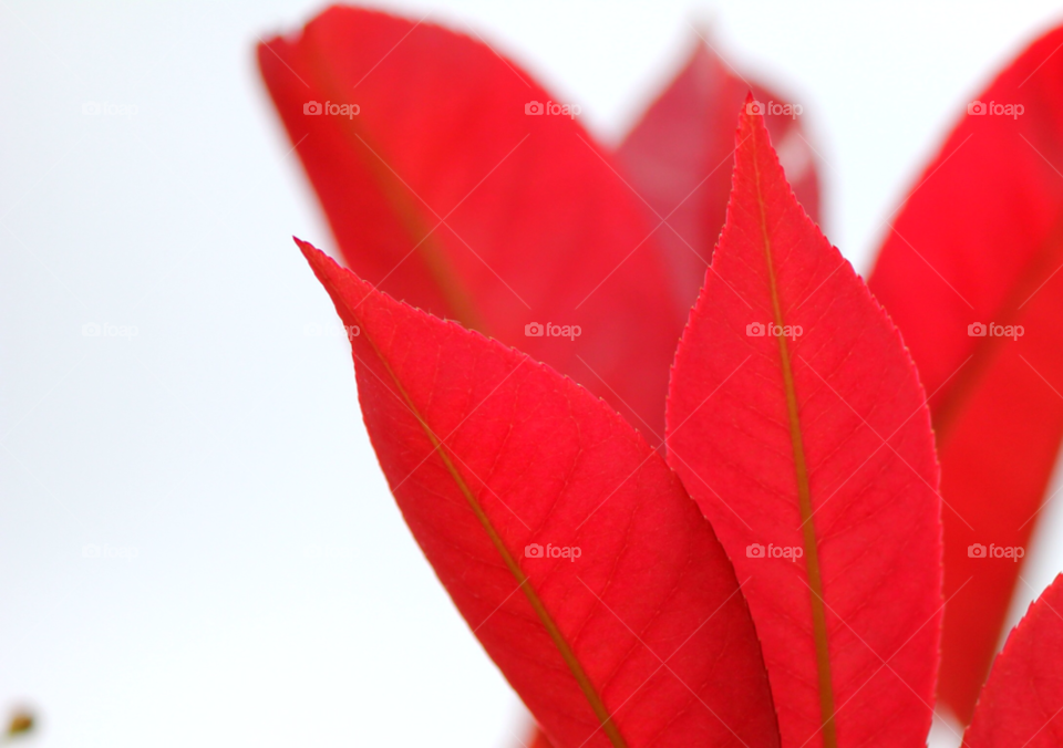 nature red leaves leaf by cataana