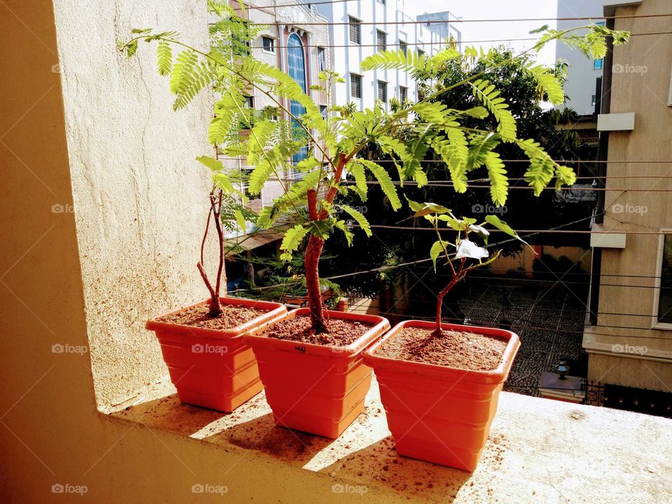 three bonsai trees in my home garden