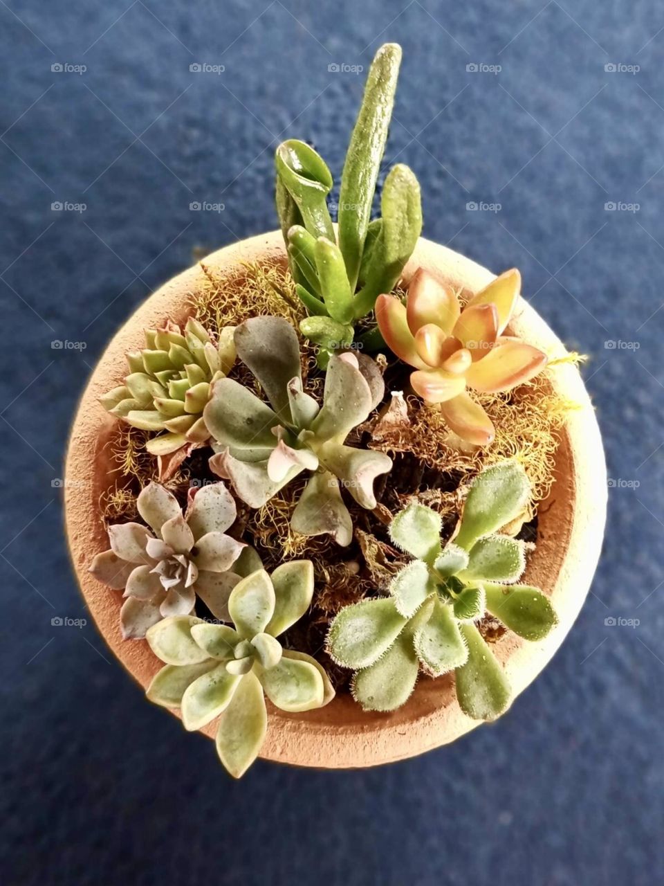 Several species of succulents