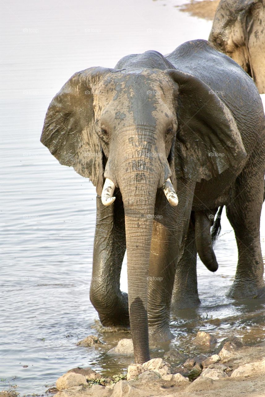 An elephant at the water hole 