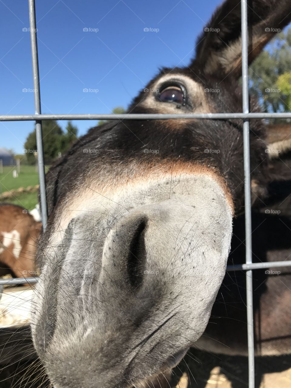 Curious donkey 