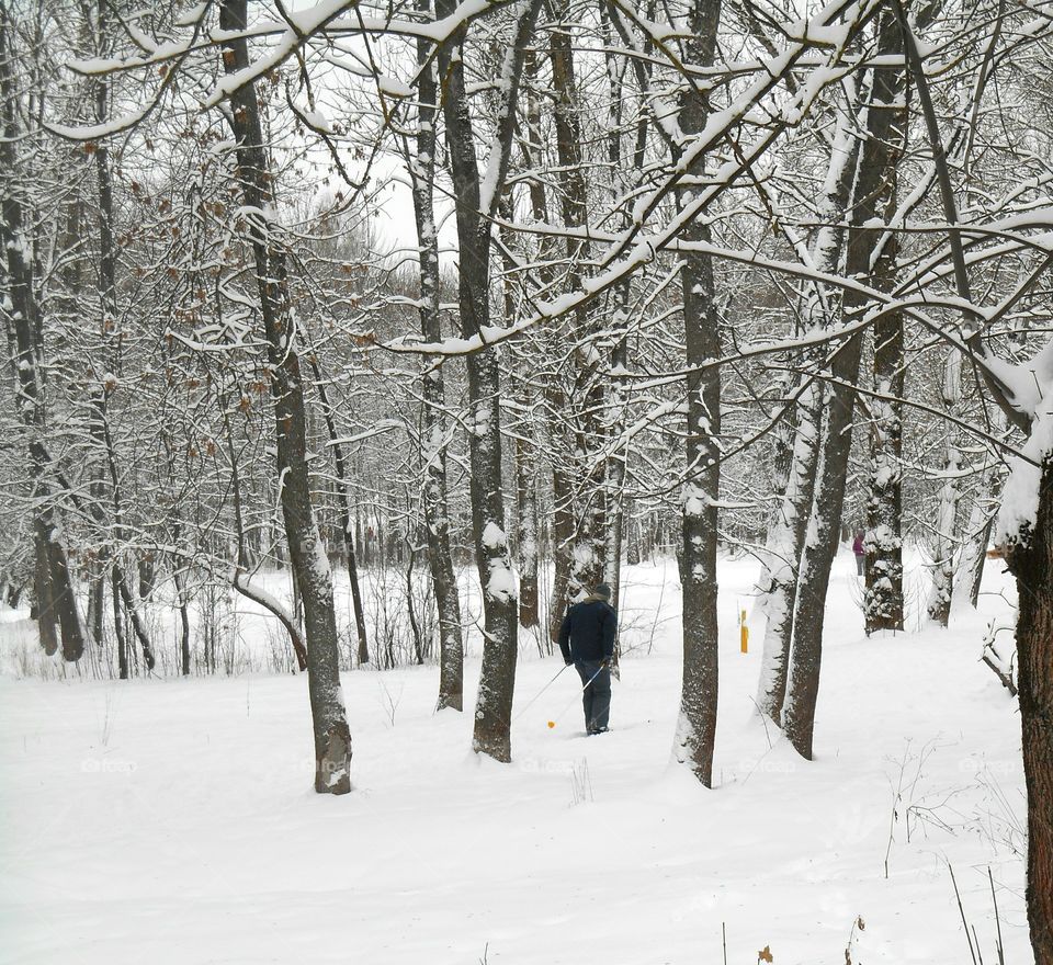 Winter, Snow, Cold, Frost, Wood