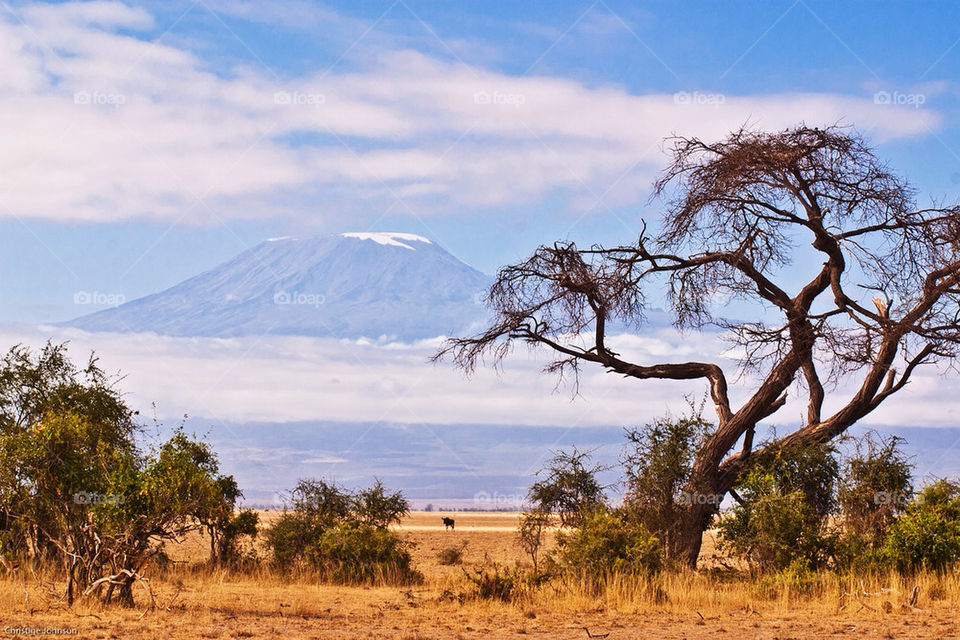 snow sky blue tree by mike007