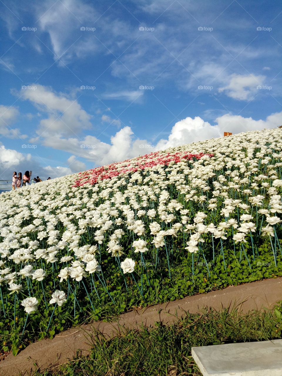 16,000 Blossoms Lintaon Peak Baybay,  Leyte