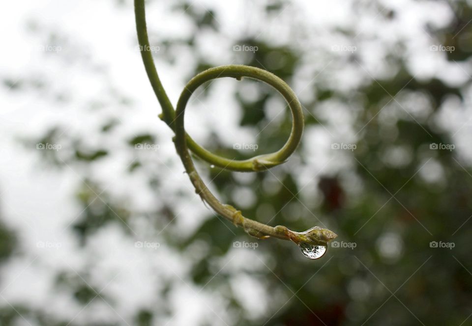 Spiral part of plant in the garden with raindrop on it