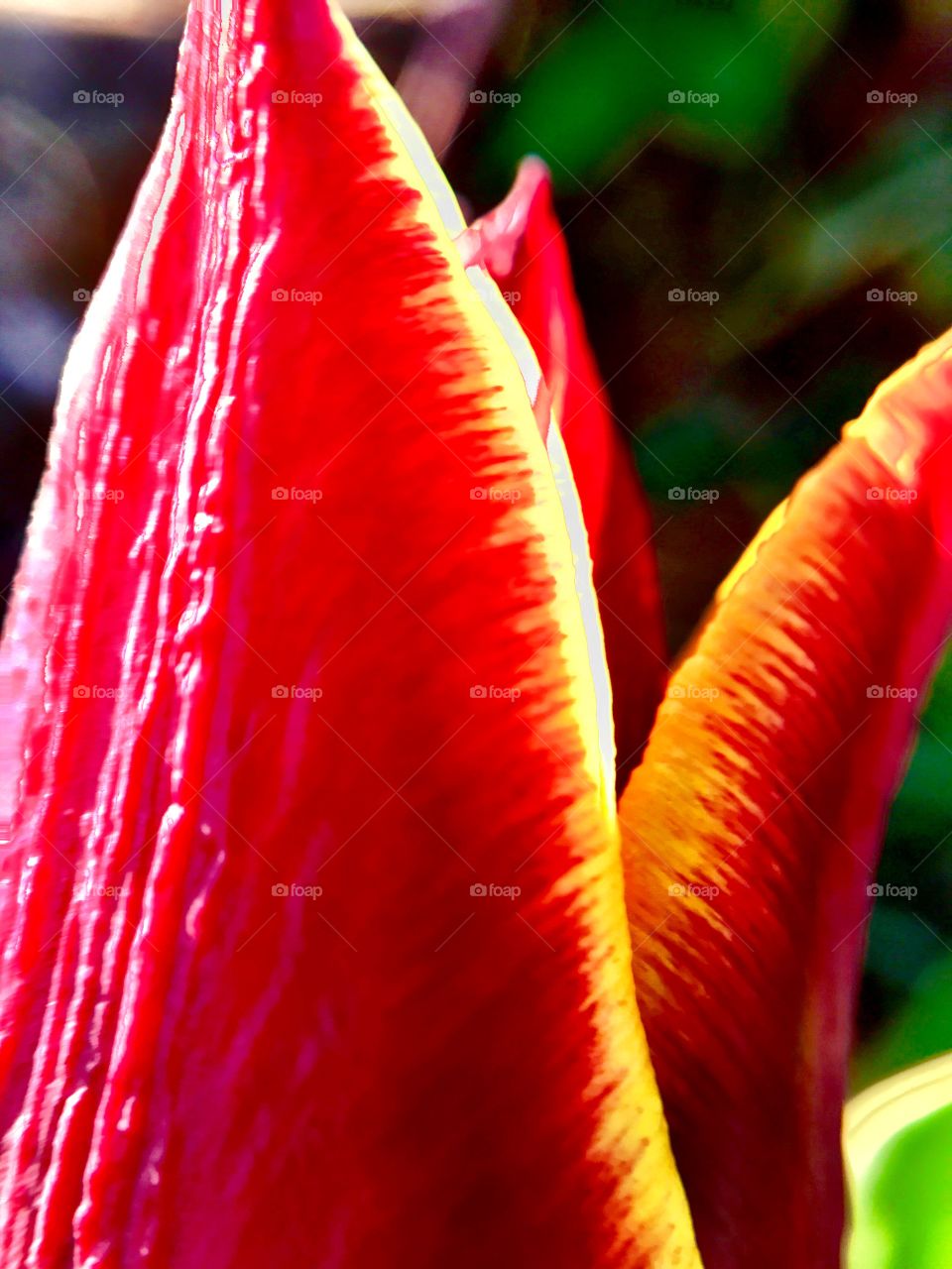 Close up tulip in Indiana 