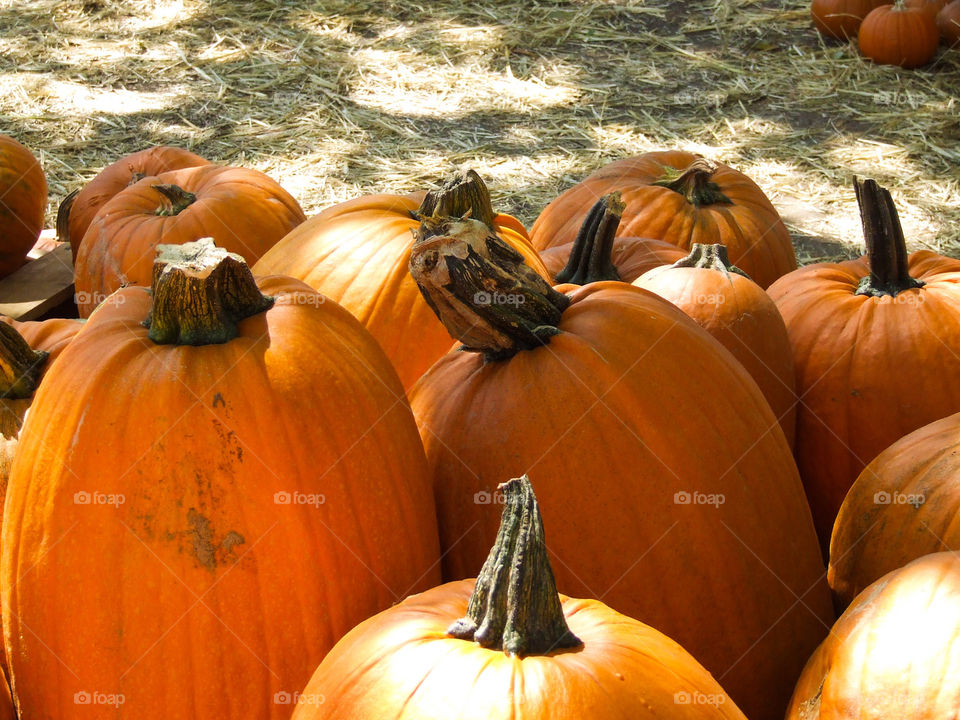 Pumpkin Patch