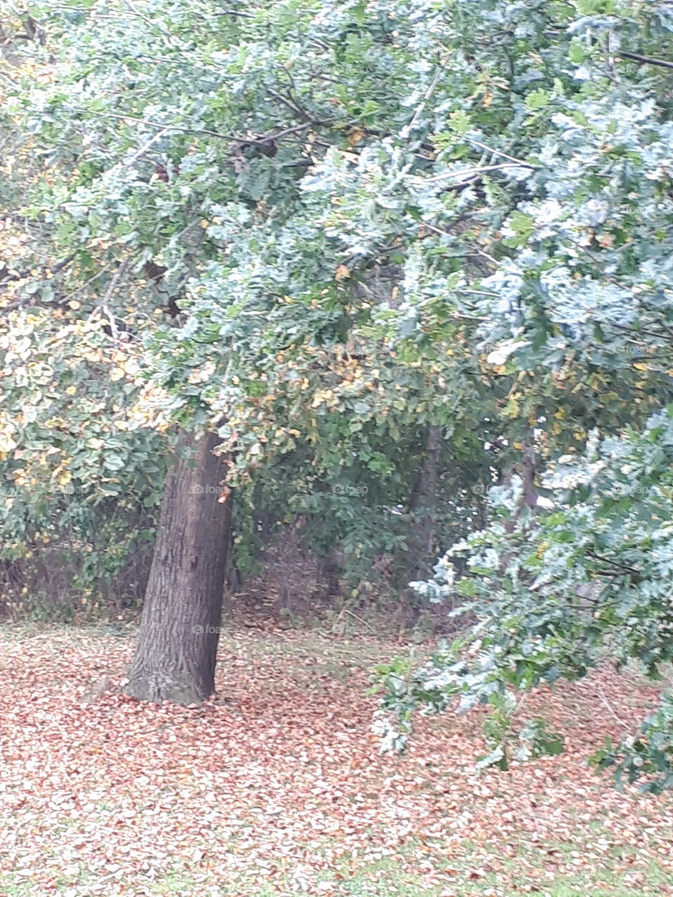 Leaf, Tree, Nature, Wood, Landscape