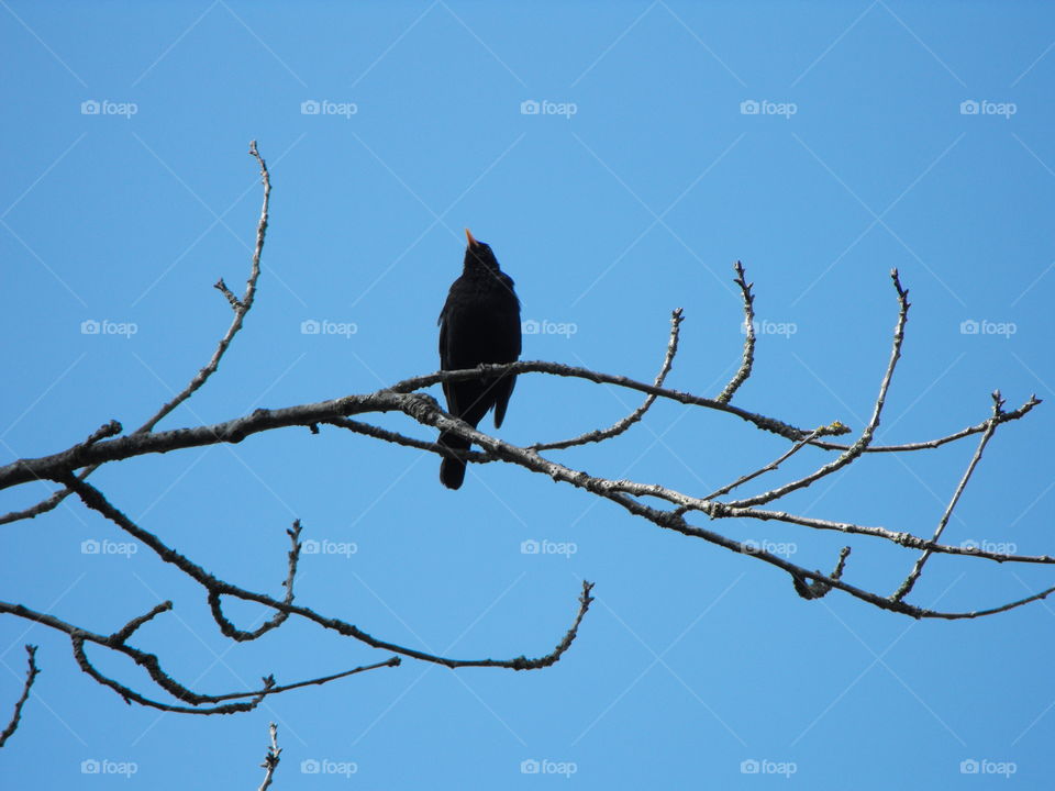 a singing bird on a bar