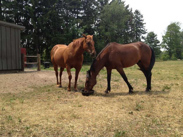 2 Horses