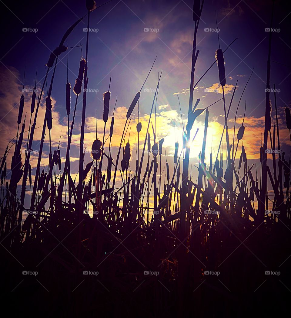 Sunset through grass