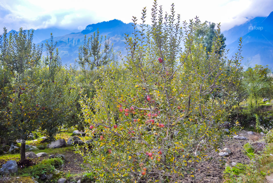 Red apples on tree branch: Ripe organic apples in the summer garden, Colorful outdoor shot containing a bunch of red apples on a branch ready to be harvested agriculture and nature background concept