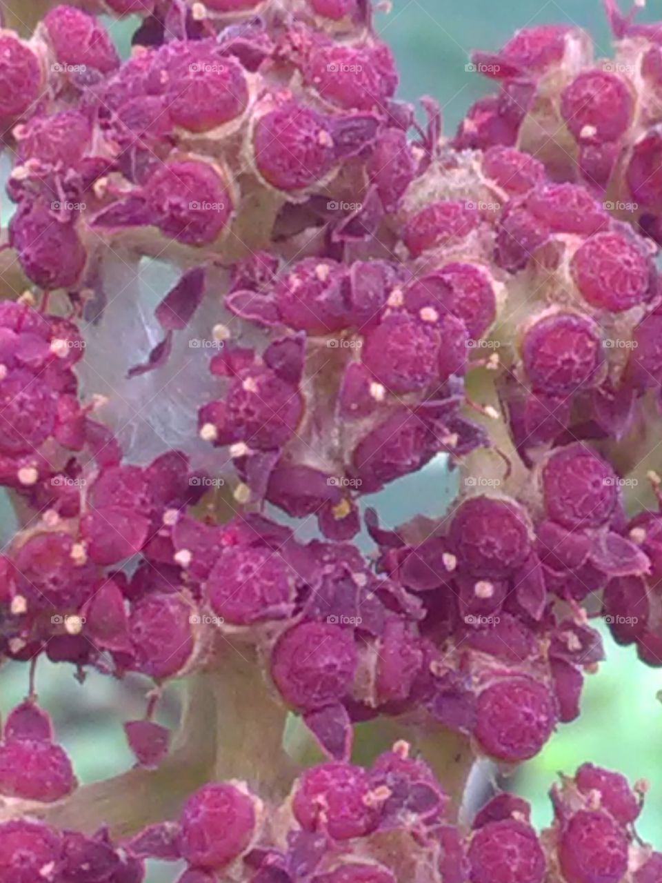 This is a very beautiful flower on the deeply forest he is called rade graps.