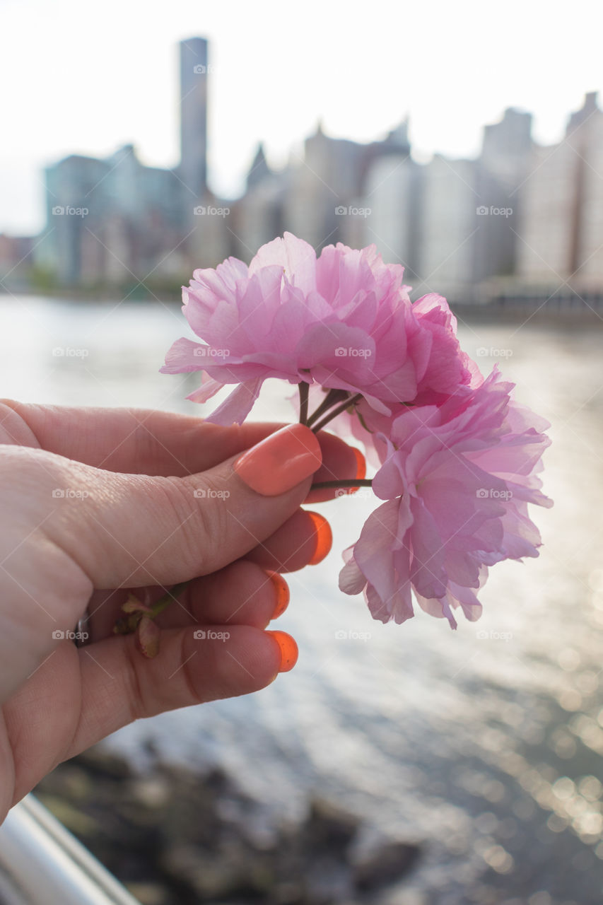 Cherry Blossoms