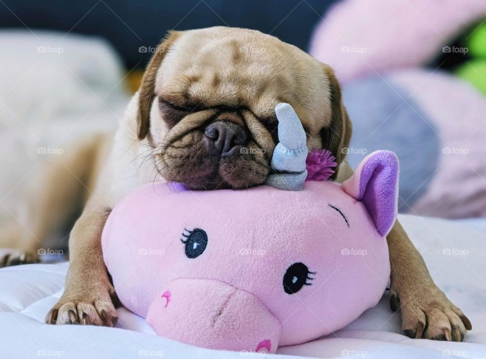 Dog sleeping with his favorite teddy bear